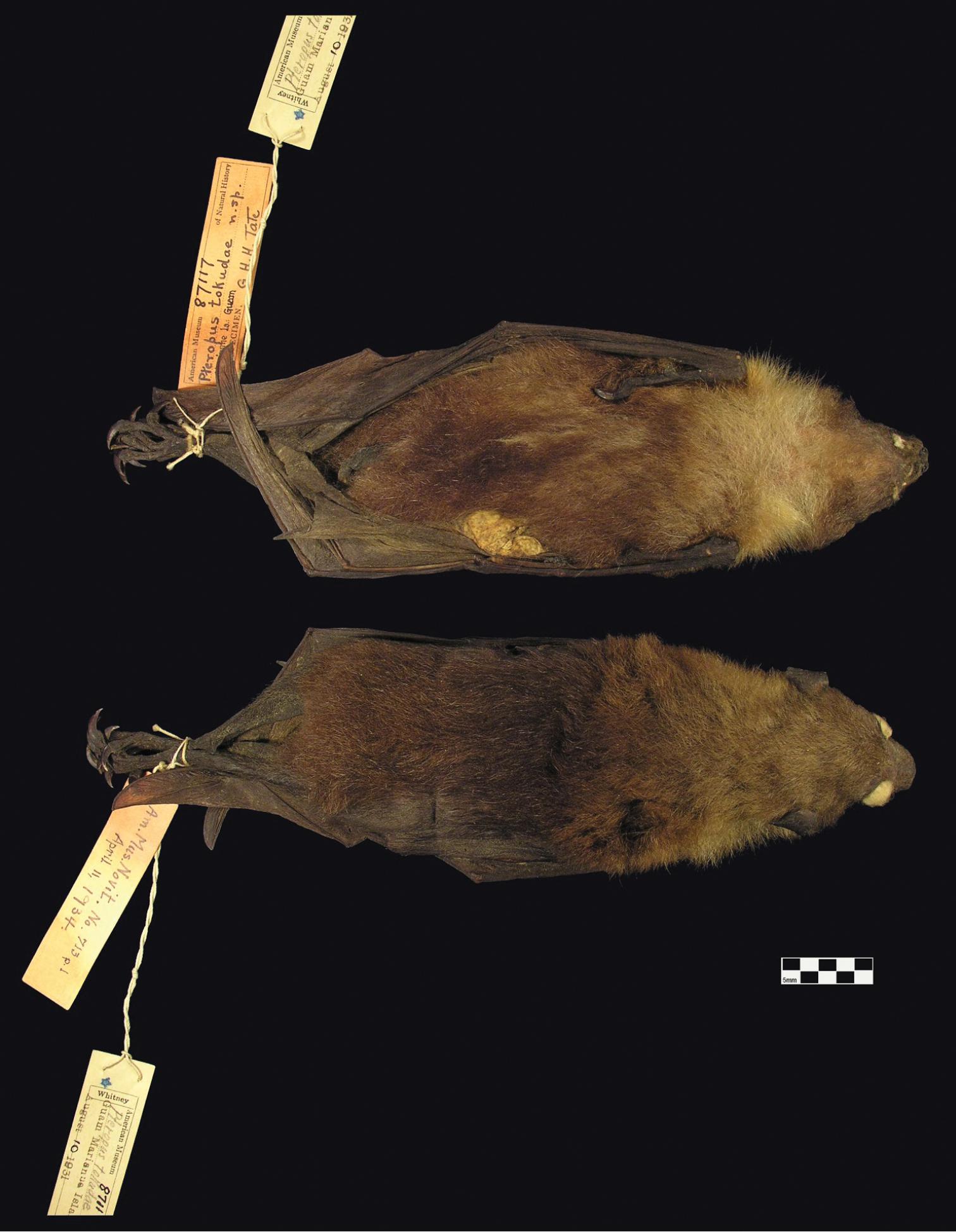 Taxonomy, distribution, and natural history of flying foxes ...